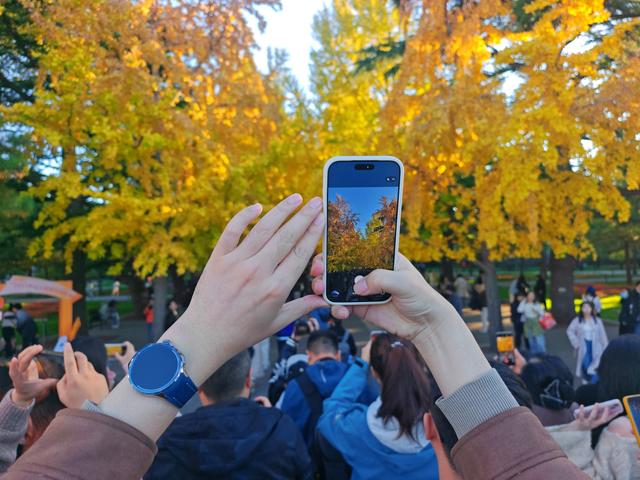 银杏如金！北京秋天真是美极了