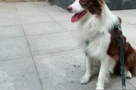 “代遛狗”火了，风险也不小！律师建议提前达成书面协议图片