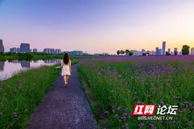 “绝绝紫”超浪漫！马鞭草盛放，快来洋湖湿地公园打卡紫色花海吧图片