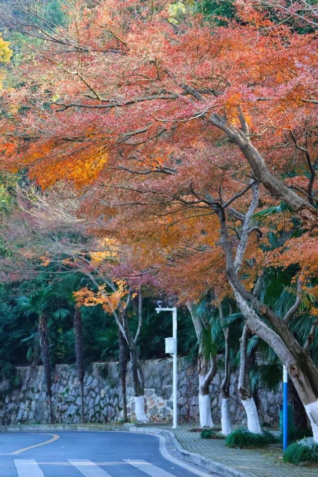 武汉冬日已“枫”神，全部地铁直达