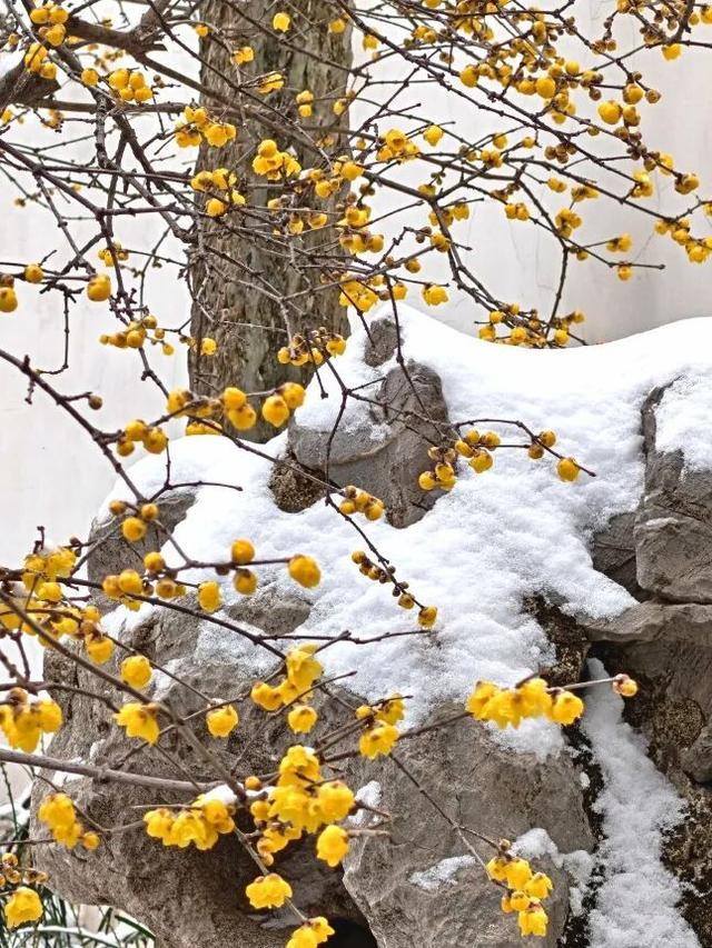 听，秦淮雪落下的声音