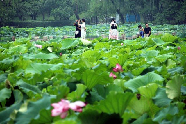 江苏苏州：盛夏时节 东园赏荷
