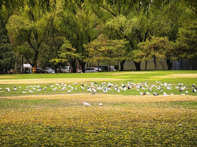 闯入秋日油画！紫玉公园红树林的天鹅舞会正在上演