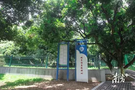 樟木头两棵156年“观音绿”母树预计可摘150斤荔枝图片