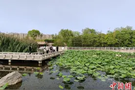 “沿着河湖看新疆”走进新疆库尔勒：昔日戈壁荒滩如今绿树成荫成民众休闲漫步打卡地图片