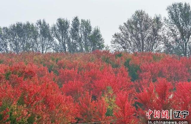 沈阳浑南区：枫叶如诗 乐声如画 王滨红枫里追风市集浪漫启幕