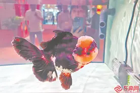 第七届金鱼大赛揭晓图片