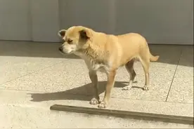 流浪狗“黄主任”去世，曾因高考期间被关禁闭而走红图片