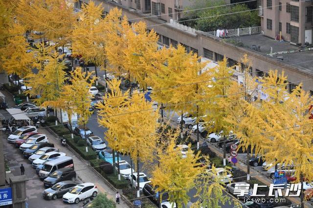 美不胜收！棠坡路披上“黄金甲”｜组图