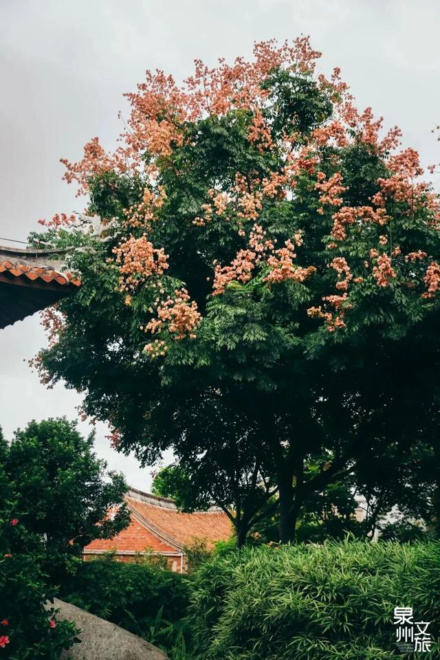 藏在泉州的绝美花海，你打卡了吗？