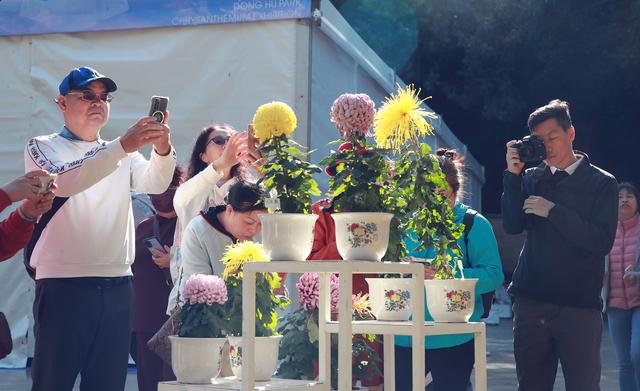 多图直击！第41届深圳东湖公园菊花花会开幕