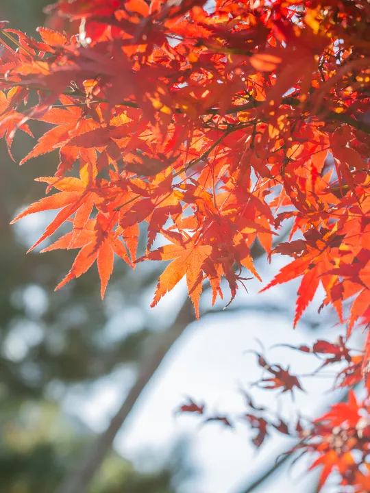 福建暖冬，又是一年好“枫”景