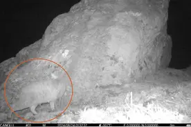 四川九寨沟保护区首次发现荒漠猫图片