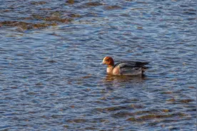 春归候鸟抵达密云水库，预计三月中上旬迎来春季迁徙高峰图片