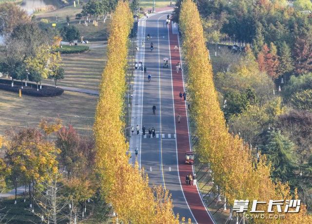 美不胜收！长沙县藏着一个五彩斑斓的秋丨组图