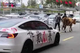 “活久见”牛拉特斯拉游街，车主称9.9万买下无法充电，瓜子二手车客服：自己要承担风险图片