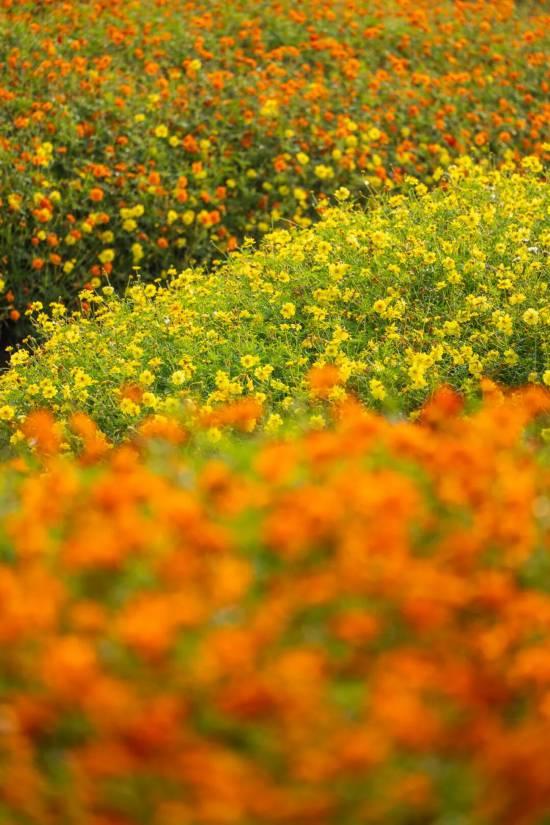 上海秋日浪漫天花板！这些花海美到让人心醉