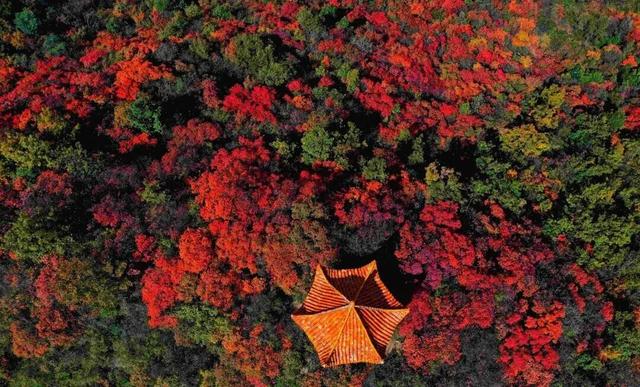 绝绝子！除了绝绝子，我还能怎么夸洛阳