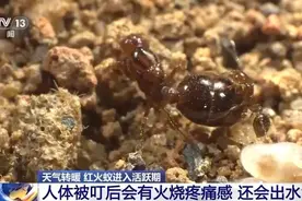 警惕！“地表最强入侵害虫”正处活跃期→图片