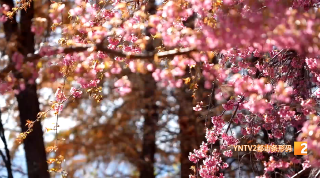 ​冬日限定美景上线！大观公园庾园冬樱花迎来盛花期