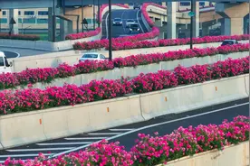 杭州高架月季盛放，驾车如游花海图片