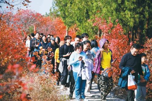 济南蝎子山秋色“美出圈”