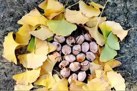 健康小站丨路边掉落的银杏叶、银杏果能吃吗？听听医生怎么说图片