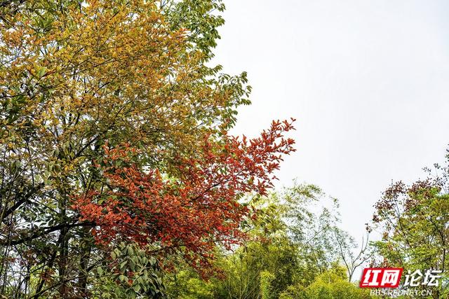 【每日一图@湖南】秋去冬来，赴一场怀化水杉林的红黄盛宴