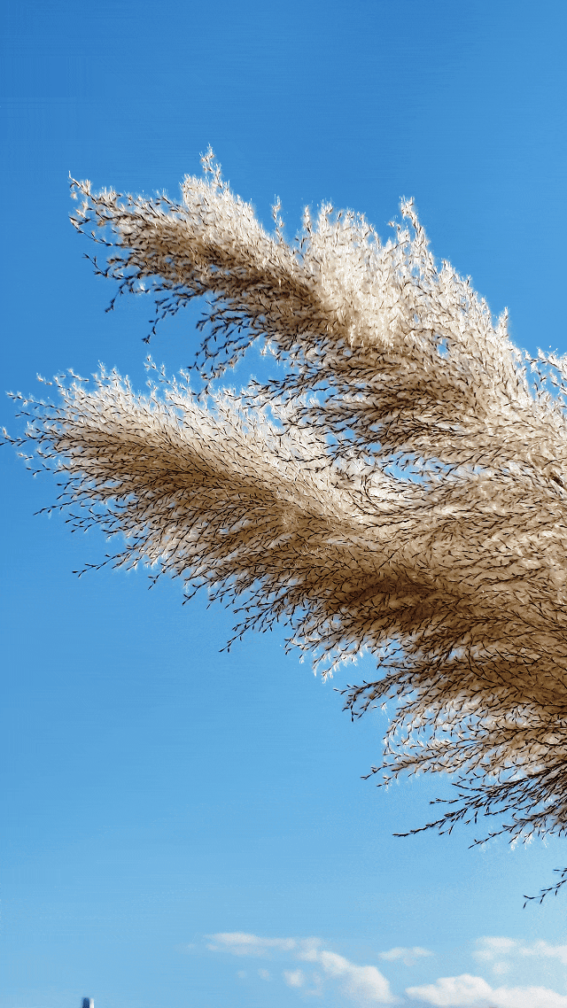 超出片！闽侯江滨这片芦苇荡美到心巴上