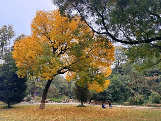 不必扎堆地坛公园！东城区赏秋攻略，一图收藏