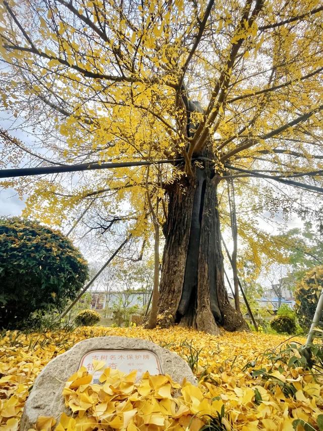 银杏落叶铺金毯，疁城暮秋韵未央