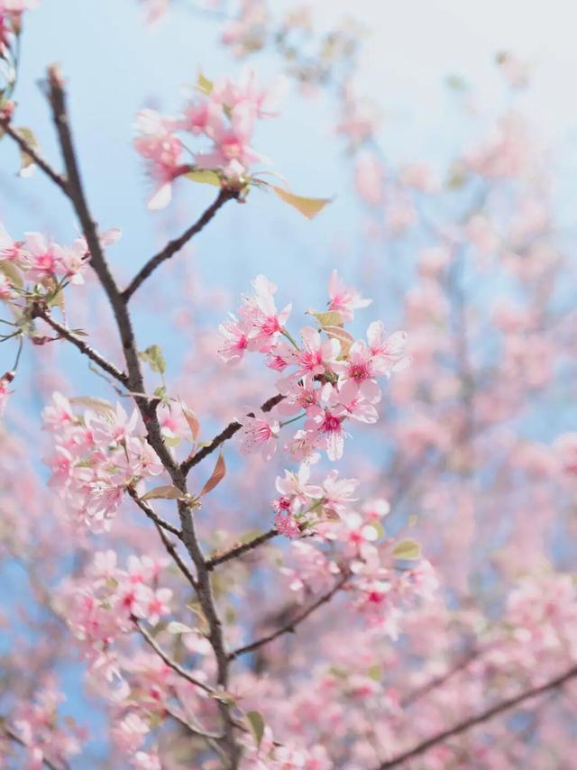 已开！成都怎么提前过上“春天”了