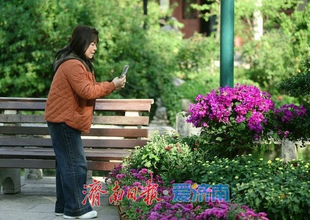 一年四季 泉在济南丨泉水与菊香为伴！趵突泉菊展静待绽放