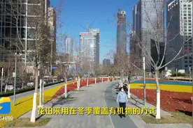 浪漫上线！空中瞰济南中央商务区“彩色花田”图片