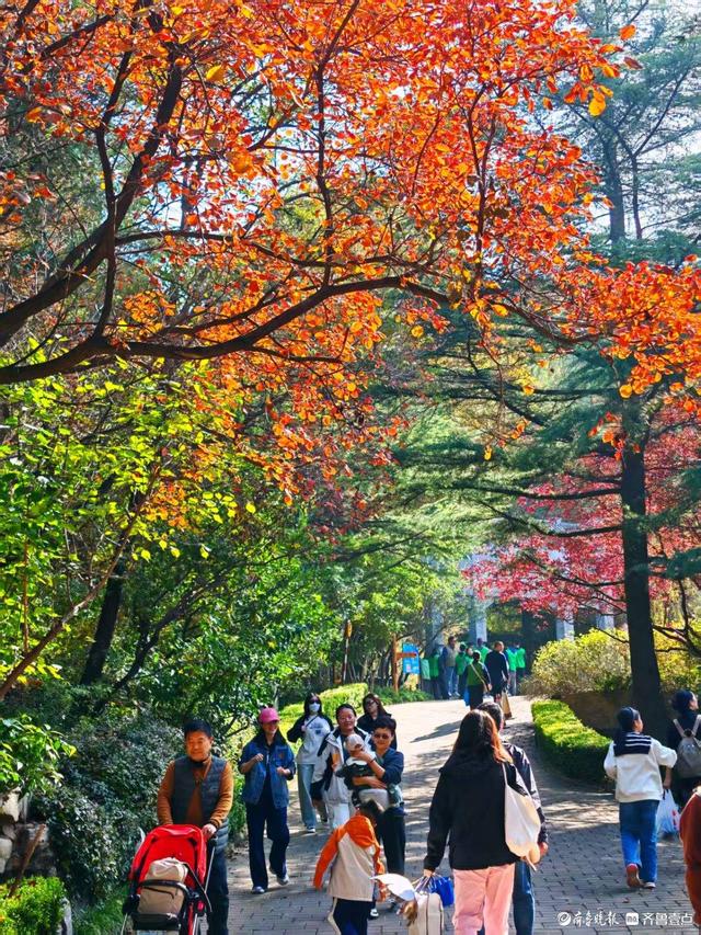 醉美深秋！济南红叶谷红叶引来大批游客