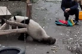 大熊猫“莽灿灿”双腿无法站立？官方通报图片