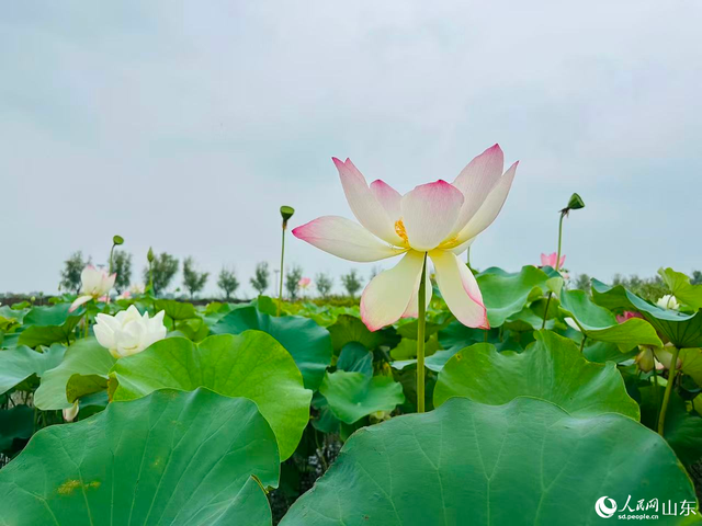 行进中国丨微山湖光焕新景