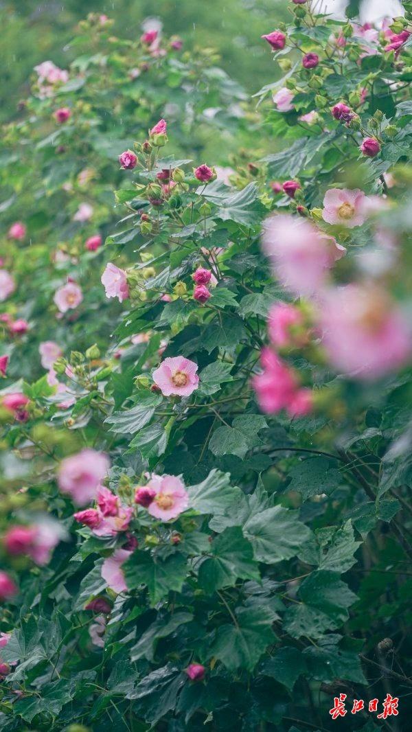 花色一日三变，武汉73座公园可赏木芙蓉