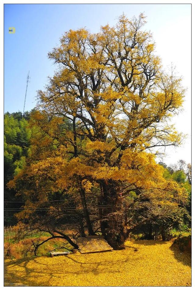 一树鎏金一树诗，铅山这3个绝美银杏打卡地惊艳整个秋天！