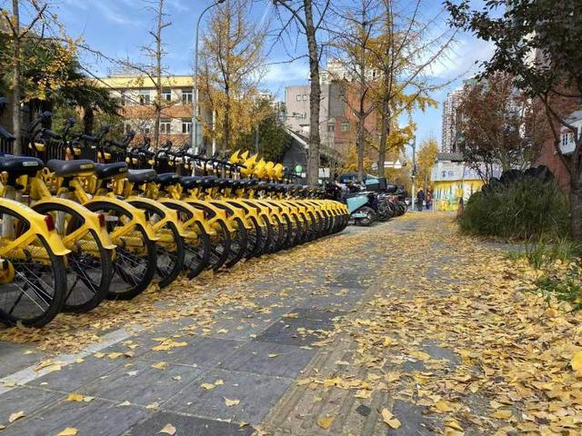 局门路落叶余额不足！市民寒风中打卡满地落叶美景，街头烟火美食也别错过