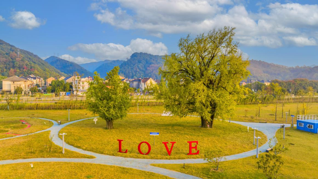 上千人蜂拥而至，杭州一棵树火遍全网！有人一大早开车赶过来：太值了