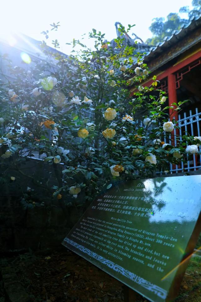 码住！肇庆这些秋冬花景即将上线，打卡别错过！