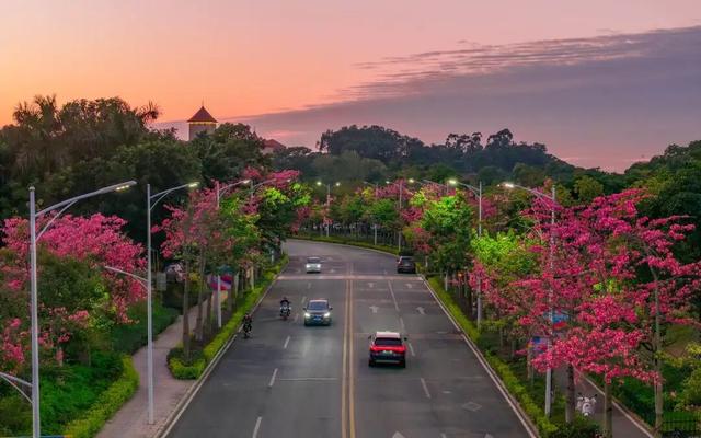 最美松湖｜秋冬花界“天花板”，快来这些地方赏异木棉