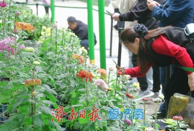相聚泉畔共赏菊香，第46届趵突泉金秋菊展启幕