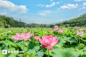 连江百亩荷花开放，花期持续至9月中旬图片