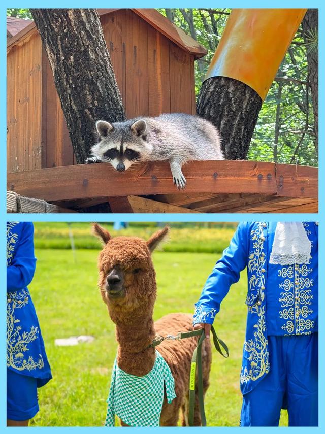 “奇幻动物城”上线！森林巡游、萌宠互动、气模打卡……欢乐不停歇！