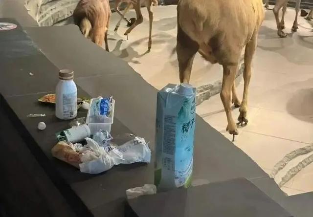 上海自然博物馆内多名儿童翻越禁区，家长还在旁鼓励？志愿者：曾有活体被摸死