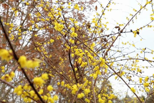 真的被香到了！在闸北公园邂逅一缕冬日冷香