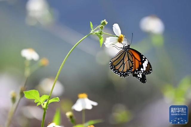 秋声渐杳 斑斓成诗