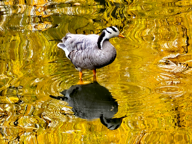 北京动物园秋色依旧，一起来逛！